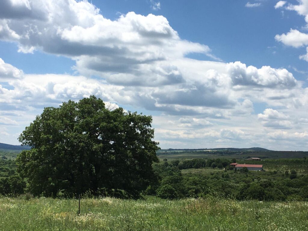 Самотно дърво сред полето